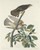 John James Audubon - Pigeon Hawk 1830 Poster Canvas Movie Film Print A0 A1 A2 A3