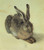 Durer- A Young Hare- 1502 Poster Canvas Print Art Painting Decor Reprint wall A0