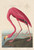 John James Audubon - American Flamingo, 1838 Poster Canvas Movie Film Print A0 A