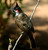 Red-whiskered_Bulbul_india Poster Canvas Movie Film Print A0 A1 A2 A3 A4 A5 A6 A