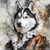 Siberian Husky in a historical, ornate outfit. Poster Canvas Movie Film Print A