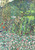 Detail of Garden Landscape with Rounded Mountaintop -Klimt 1916 Art Gallery Post