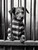 Dog in Prison-1--3by4 Poster Canvas Funny Annimals Pritnt A0 A1 A2 A3 A4 A5 A6
