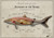anatomy of the shark Poster Canvas Print Art Painting Decor Reprint wall A0 A1 A
