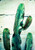 CACTUS ART Minimalist Modern Botanical Photography Prints (1) Poster Canvas Movi