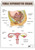 Female Reproductive Organs 2 Poster Canvas Movie Film Print A0 A1 A2 A3 A4 A5 A6
