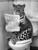 Leopard on Toilet-BlackAndWhite-3by4 Poster Canvas Funny Annimals Pritnt A0 A1 A