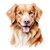Nova Scotia Duck Tolling Retriever (1) Poster Canvas Movie Film Print A0 A1 A2 A