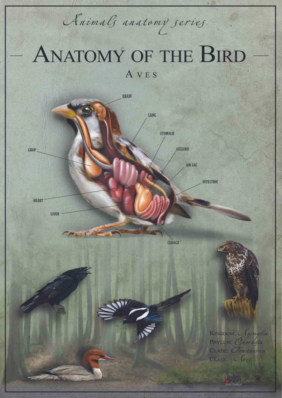 Bird Anatomy 2 United Kingdom Bird Anatomy 2 United Kingdom