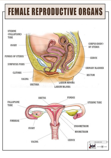 The female reproductive system worksheet