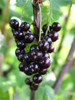 100% Black Currant Oil - 15% GLA (Ribes Nigrum) For Healthy Skin & Hair 4 oz