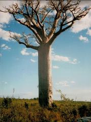 Buy 100 Authentic Natural African Pure Baobab Oil Benefits Skin S Elasticity And Anti Aging Cold Pressed Unrefined Virgin 16 Fl Oz At 25 50 Below Retail Prices Ishopnaturals Com