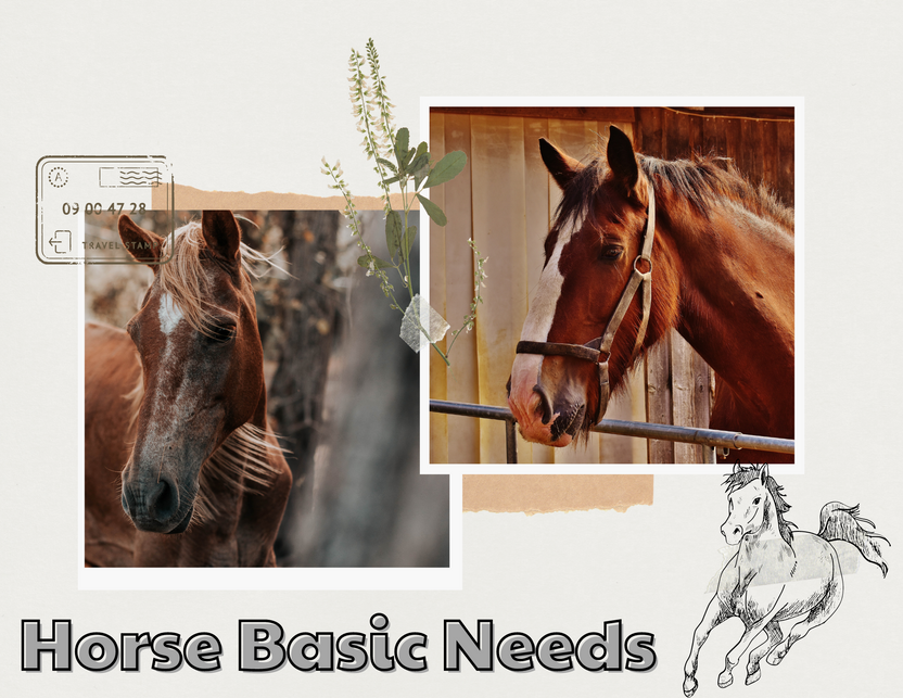 Horse Basic Needs