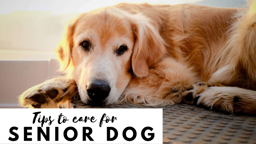 Protect Your Dog's Health -Tips To Take Care Of The Aging Dog
