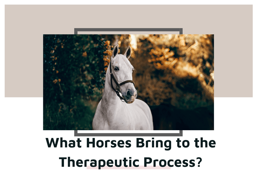 What Horses Bring to the Therapeutic Process?