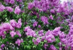 lilac fragrance