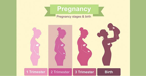 pregnancy-trimesters.jpg