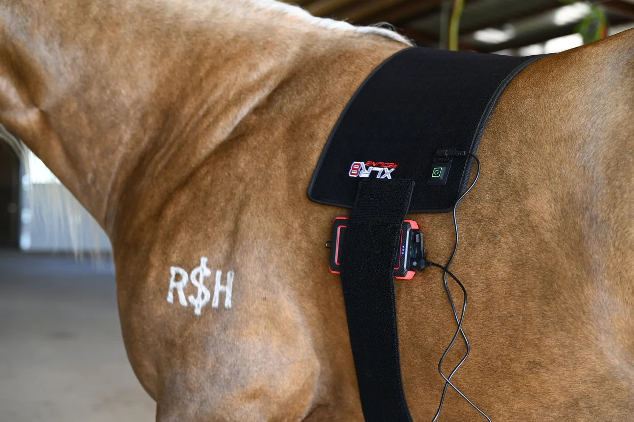 XLR8 Equine Redline Bell Boot main image 0