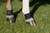 Pastern / Fetlock Band