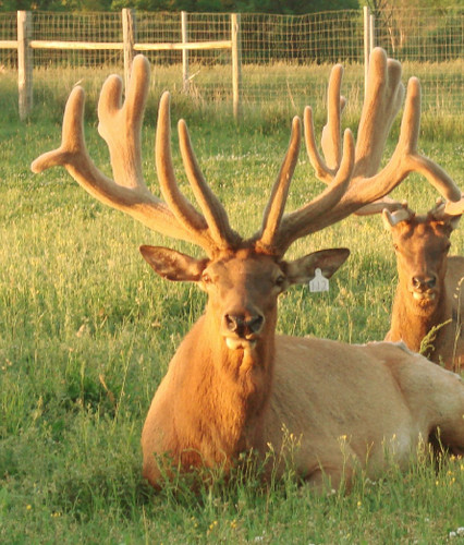 GEF Braetak GEF Braetak