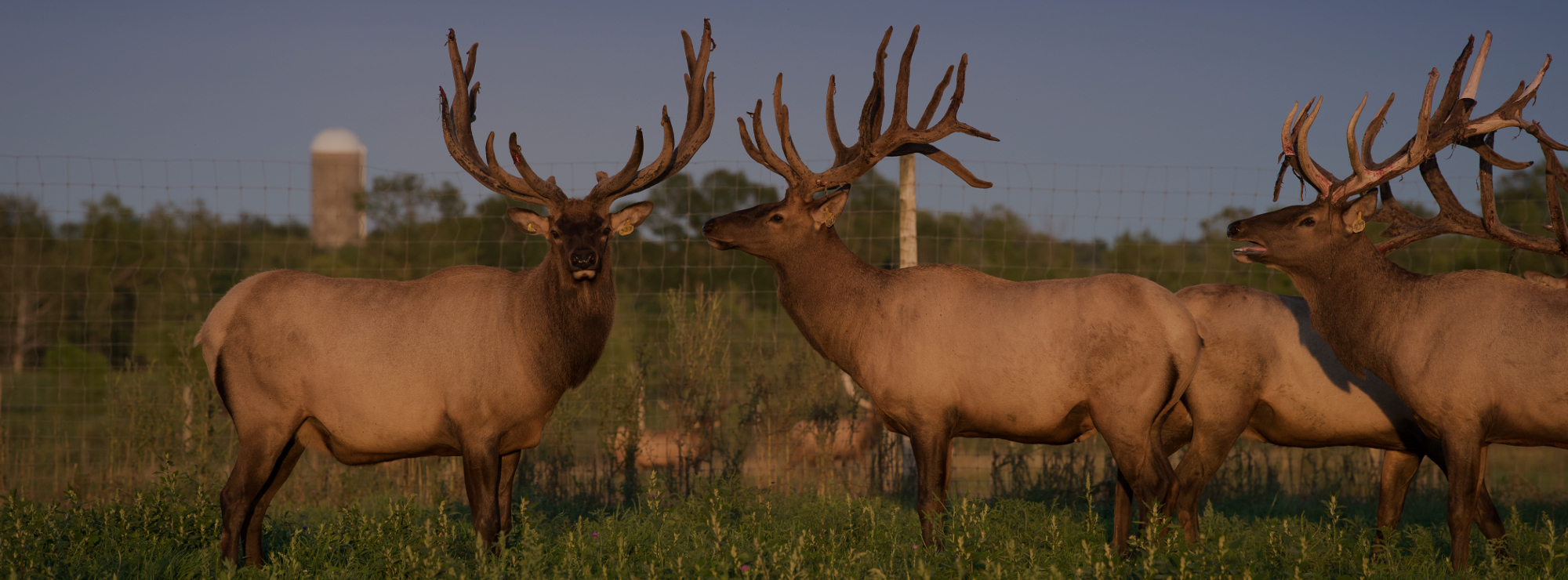 Welcome to Luckyland Elk