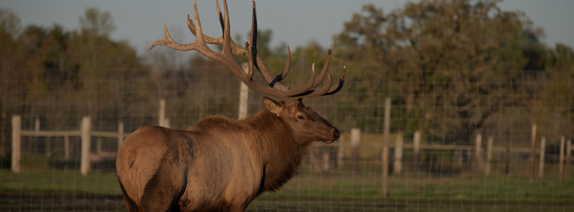 Luckyland Elk Breeding Services 