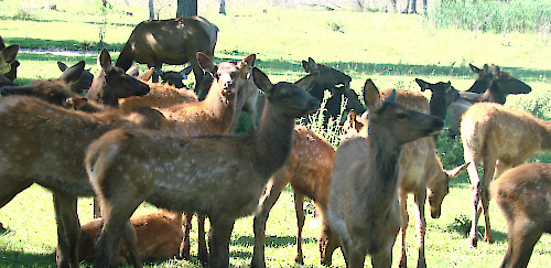 Breeding Stock Cows