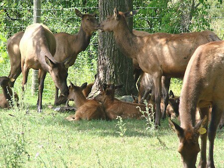 COW FAMILY BRR 4M