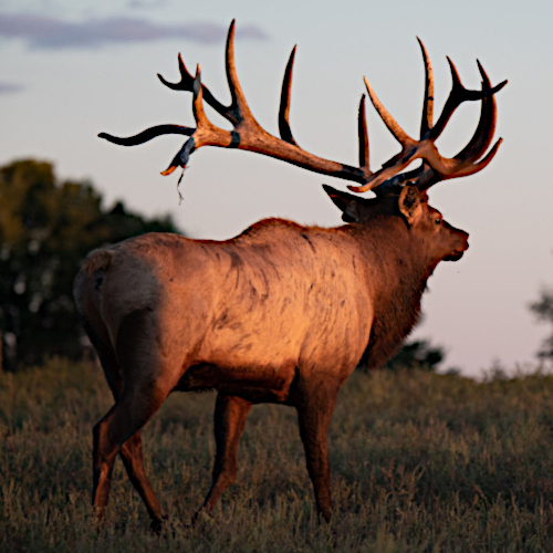 Elk Semen Stock