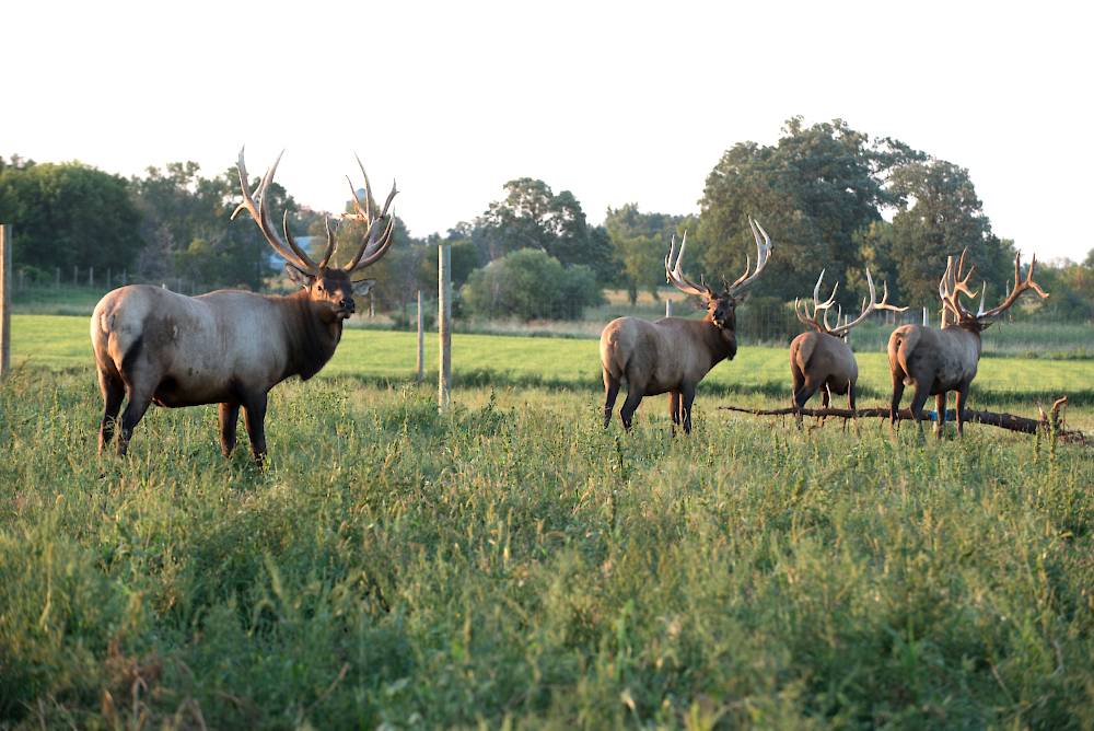 lucky-lady-elk-9098.jpg