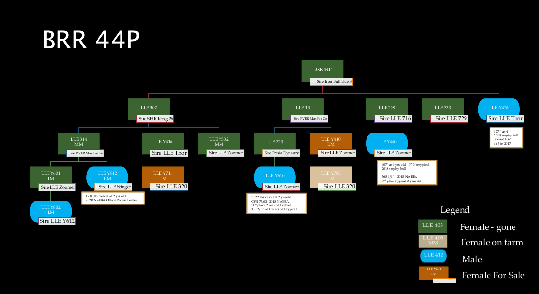 pedigree-current-brr-44p.jpg