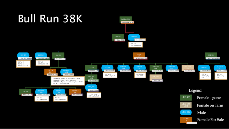 pedigree-current-bull-run-38k.jpg