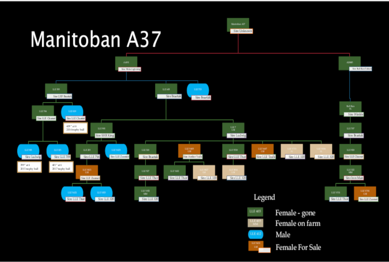 pedigree-current-manitoban-a37-large.jpg