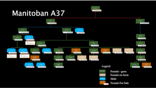 pedigree-current-manitoban-a37-stealk.jpg