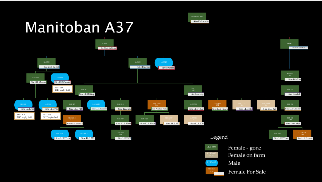 pedigree-current-manitoban-a37.jpg