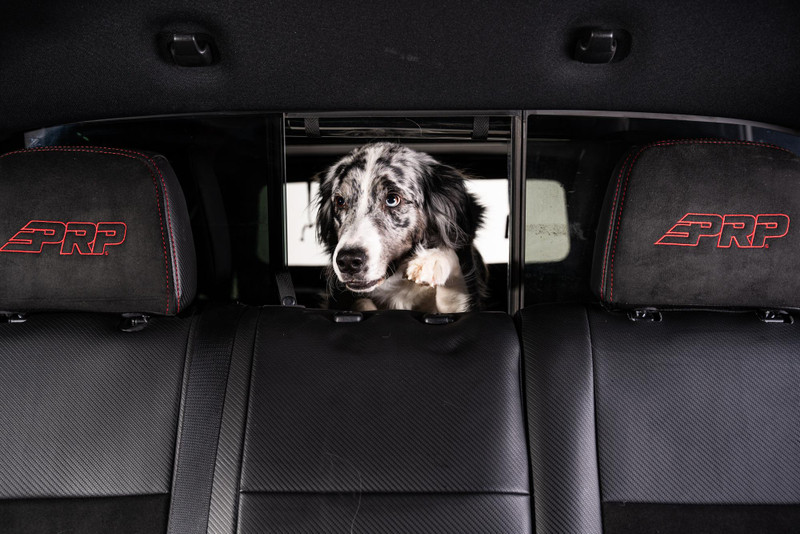 Softopper Dog Window DIY Cutout Kit for 22-23 Maverick - AC-DOGCK-CLM