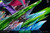 【PRE-ORDER】Reset Studio POP Dracule Mihawk with LED