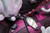 【PRE-ORDER】JIMEI PALACE Studio Katakuri Licensed 