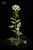 【PRE-ORDER】Orange Art Studio 1:1 Shepherd's Purse flower Fairy