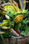 【PRE-ORDER】MJ Studio Roronoa Zoro