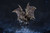 【PRE-ORDER】S6 Studio Monster Hunter Steel Dragon