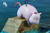 【PRE-ORDER】ShenYin Studio Boh First journey