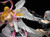 【IN-STOCK】Dragon STUDIO 1/4 Angewomon+extra face head