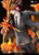 【PRE-ORDER】Dream Boat Studio 1:6 Sawada Tsunayoshi