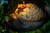【PRE-ORDER】OPM Studio Totoro in the tree hole with LED
