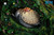 【PRE-ORDER】OPM Studio Totoro in the tree hole with LED