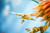 【PRE-ORDER】Cybera Studio Pokemon Ho-Oh with LED
