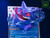 【IN-STOCK】GEISHA Studio Pokemon Gengar 2.0