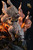 【PRE-ORDER】ShenYin Studio Princess Mononoke with LED