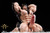 【PRE-ORDER】TusK Studio 1:5 Billford